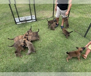 Belgian Malinois Puppy for Sale in SMITHFIELD, North Carolina USA