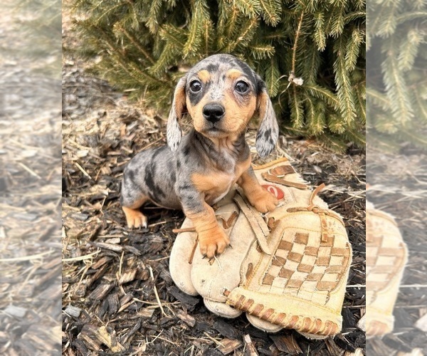 Medium Photo #2 Dachshund Puppy For Sale in MIDDLEBURY, IN, USA