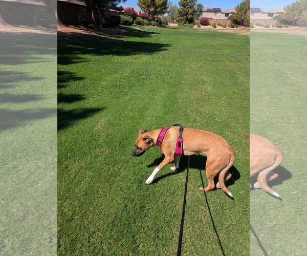 Medium Photo #2 Boxer-German Shepherd Dog Mix Puppy For Sale in Chandler, AZ, USA