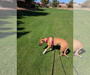 SKETCHY - Male Boxer-German Shepherd Dog Mix Dog for Adoption - Photo #2