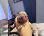 Small #2 French Bulldog