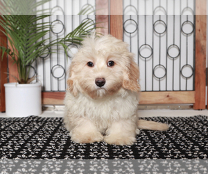 Aussiedoodle Miniature  Puppy for sale in NAPLES, FL, USA