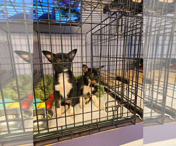 Medium Photo #2 Mutt Puppy For Sale in Gloversville, NY, USA