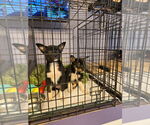 Small #1 Mutt