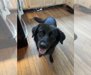 Tally - ADOPTED! - Female Border Collie-Unknown Mix Dog for Adoption - Photo #2