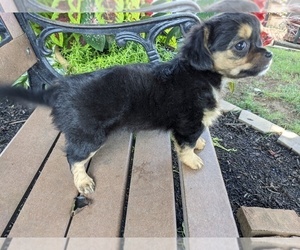 Chihuahua Puppy for sale in LEBANON, PA, USA