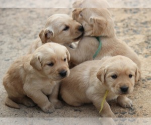 Golden Labrador Puppy for sale in FRONT ROYAL, VA, USA