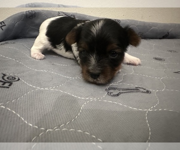 Medium Photo #11 Yorkshire Terrier Puppy For Sale in MONROE, TN, USA
