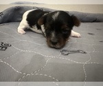 Small #10 Yorkshire Terrier