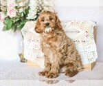 Small Photo #1 Cavapoo Puppy For Sale in DENVER, PA, USA