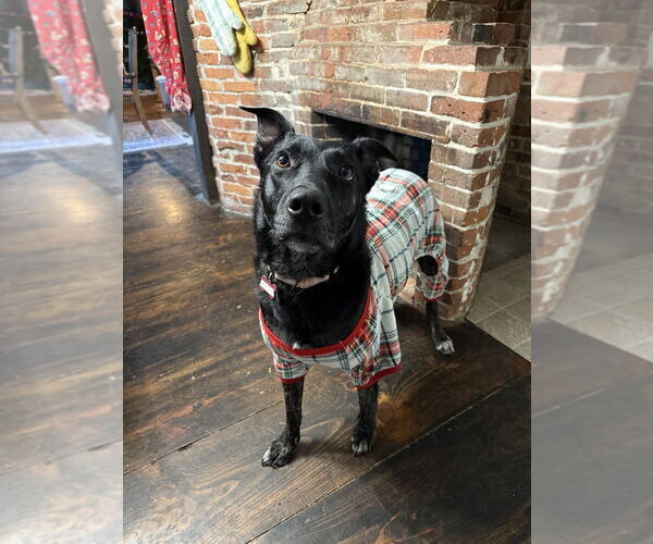 Medium Photo #1 Mutt Puppy For Sale in Boston, MA, USA