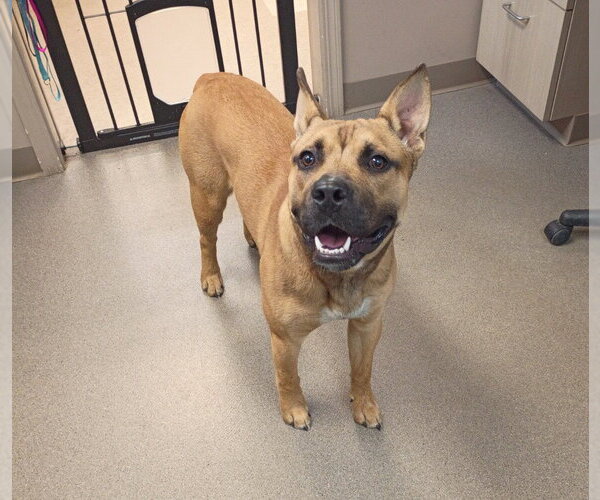 Medium Photo #1 Boxer-Unknown Mix Puppy For Sale in La Porte, IN, USA