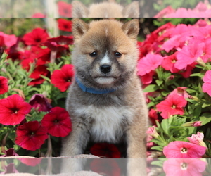 Shiba Inu Puppy for sale in SHILOH, OH, USA