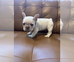Small #1 French Bulldog