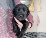 Small Photo #5 Sheprador Puppy For Sale in AURORA, OR, USA