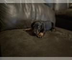 Small Photo #5 Doberman Pinscher Puppy For Sale in OQUAWKA, IL, USA