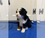 Small Photo #5 Bernedoodle (Miniature) Puppy For Sale in MILWAUKEE, WI, USA