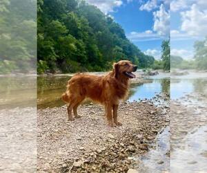 Father of the Golden Retriever puppies born on 07/11/2025