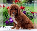 Small #3 Goldendoodle (Miniature)