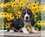 Small Basset Hound