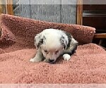 Puppy Puppy 2 Australian Shepherd