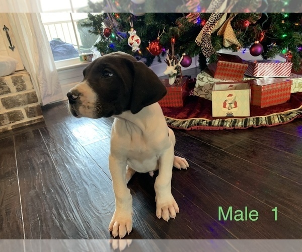 Medium Photo #12 Great Dane Puppy For Sale in CLANTON, AL, USA