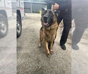 German Shepherd Dog Dogs for adoption in Houston, TX, USA