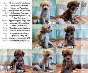 Schnauzer (Miniature) Puppy for sale in BEAUMONT, CA, USA