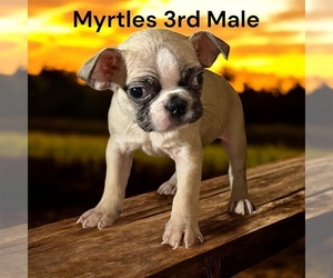 Boston Terrier Puppy for sale in EWING, KY, USA