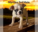 Image preview for Ad Listing. Nickname: Litter of 2
