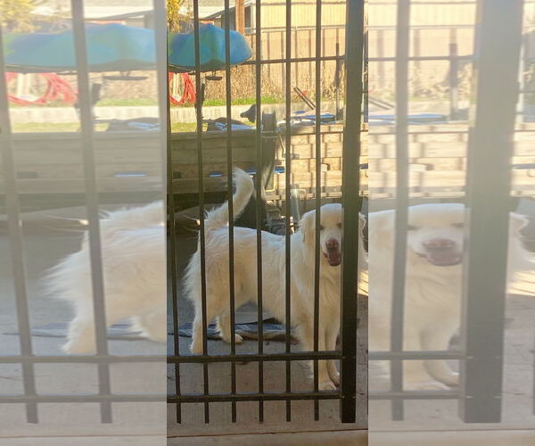 Medium Photo #5 Great Pyrenees Puppy For Sale in Bountiful, UT, USA