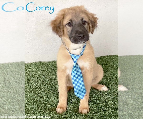 Medium Photo #1 Australian Shepherd-German Shepherd Dog Mix Puppy For Sale in San Diego, CA, USA