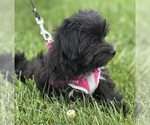 Small #4 Morkie