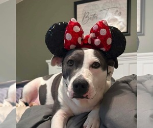 American Pit Bull Terrier-Unknown Mix Dogs for adoption in Germantown, OH, USA