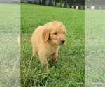 Small Photo #8 Goldendoodle Puppy For Sale in WAYNESVILLE, MO, USA