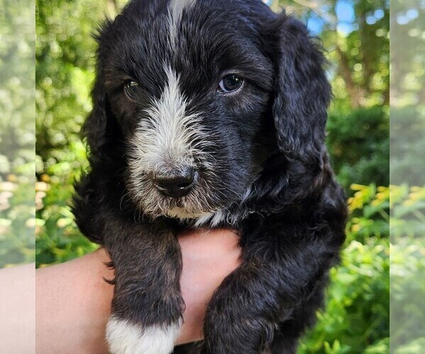 Medium Photo #7 F2 Aussiedoodle Puppy For Sale in COLUMBIA, TN, USA