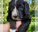 Small #6 F2 Aussiedoodle