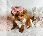 Puppy Puppy 8 Poodle (Toy)