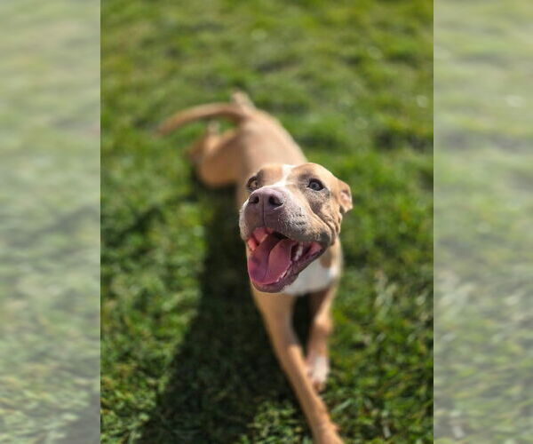 Medium Photo #2 Mutt Puppy For Sale in Banning, CA, USA