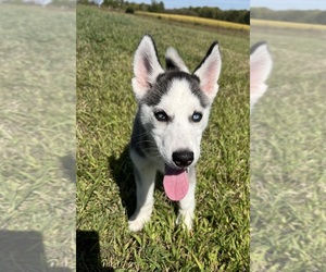 Siberian Husky Puppy for Sale in DEARBORN, Missouri USA