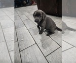Puppy Storm Labrador Retriever