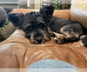Waldo - Male Mutt Dog for Adoption - Photo #3