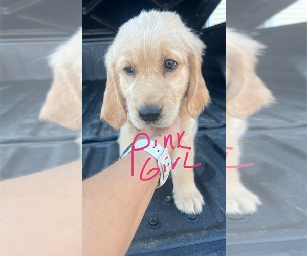 Medium Photo #7 Golden Retriever Puppy For Sale in BOILING SPGS, SC, USA