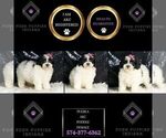 Small Photo #109 Poodle (Toy) Puppy For Sale in WARSAW, IN, USA