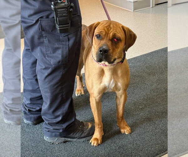 Medium Photo #2 Mastiff-Unknown Mix Puppy For Sale in La Porte, IN, USA