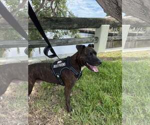 Ollie - Male Mutt Dog for Adoption - Photo #14