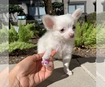Small Photo #1 Chihuahua Puppy For Sale in HOUSTON, TX, USA