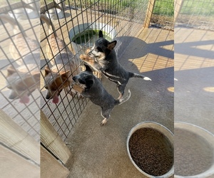 Father of the Australian Cattle Dog puppies born on 10/24/2024