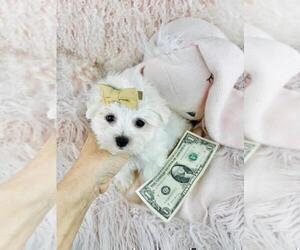 Maltese Puppy for sale in DACULA, GA, USA
