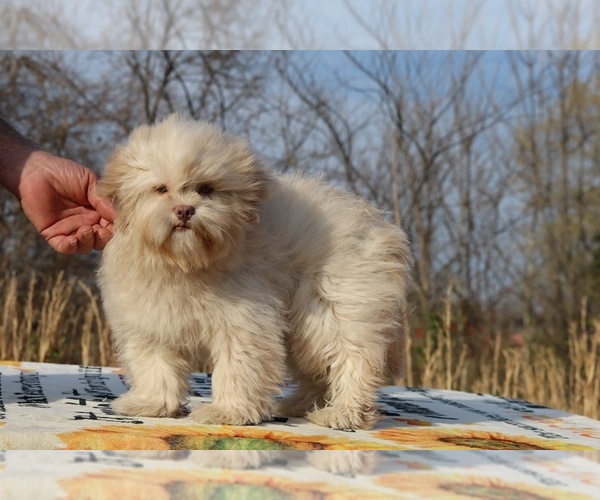 Medium Photo #16 ShihPoo Puppy For Sale in DYERSBURG, TN, USA